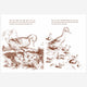 Books - Make Way For Ducklings Board Book By Robert McCloskey