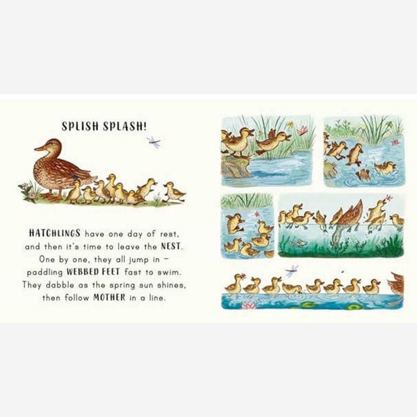 Books - Slow Down In The Park Board Book By Freya Hartas