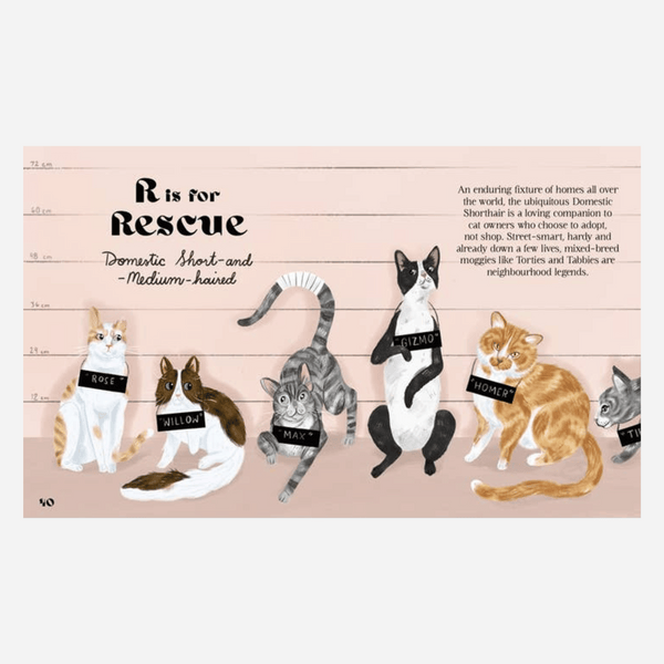 Catphabet Book - A Whimsical Celebration Of Our Feline Friends