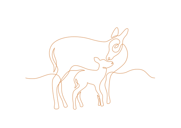 Doe and fawn standing illustration