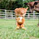 O.B. Designs - Billy Cow Soft Toy